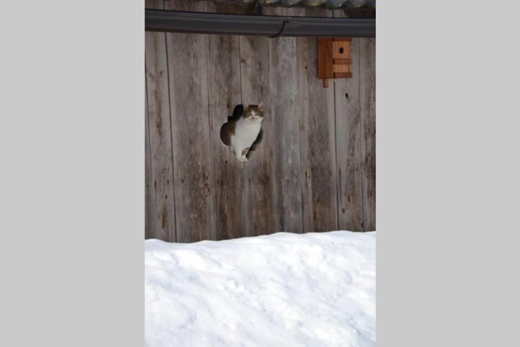 Charmantes Gaestehaus Am Waldrand In Alpiner Lage Siehe Auch Zweites Objekt Gaestewohnung In Altem Bauernhaus Stanz Im Murztal Luaran gambar